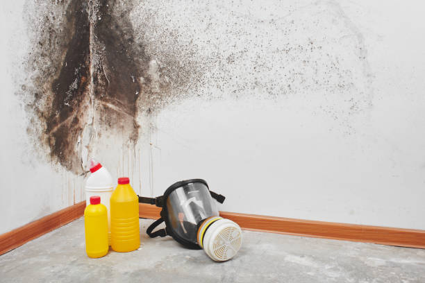 Best Insurance-Related Mold Remediation in Port Byron, NY