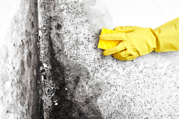 Best Residential Mold Remediation in Port Byron, NY