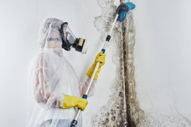 Best Mold Remediation for Schools in Port Byron, NY