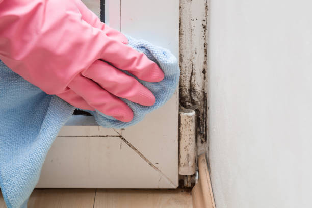 Best Mold Remediation for Specific Building Types in Port Byron, NY