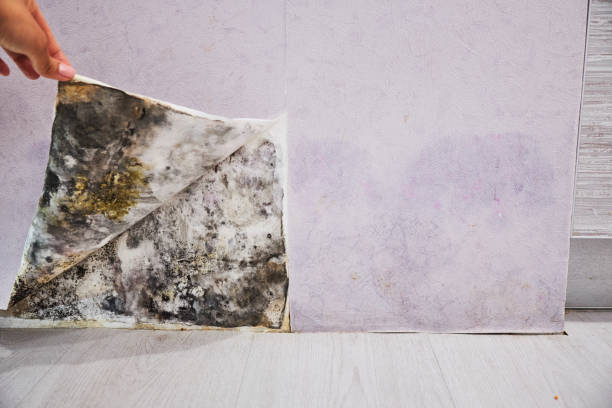 Professional Mold Remediation in Port Byron, NY
